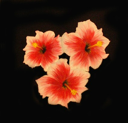 Hawaiiblomst